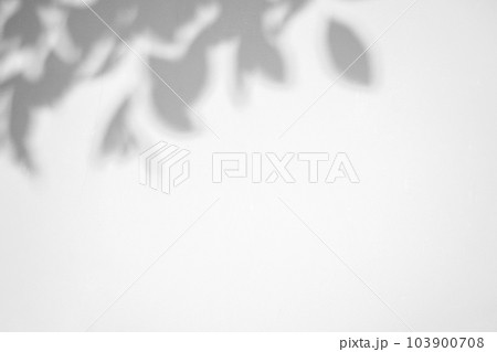 Abstract natural tree leaves shadow on white wall background 103900708