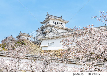 兵庫県姫路市　快晴の空に満開の桜　春の姫路城天守 103900756
