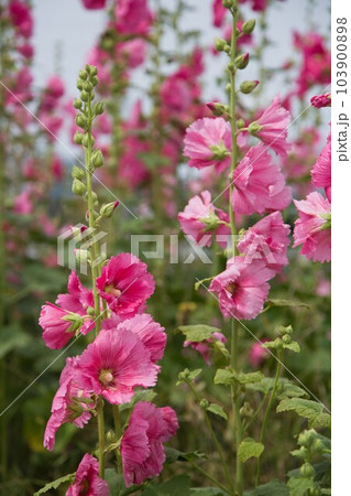 満開のタチアオイ 103900898