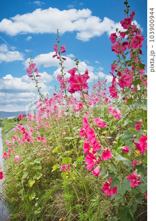 満開のタチアオイ 103900944