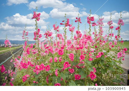 満開のタチアオイ 103900945