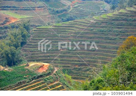 Rice field in Vietnam 103901494