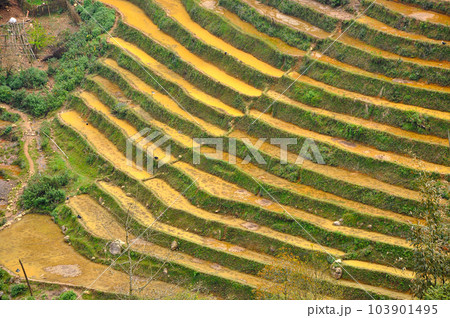 Rice field in Vietnam 103901495