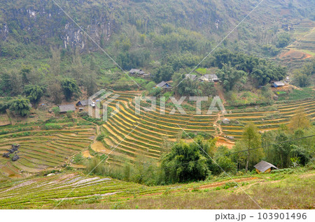 Rice field in Vietnam 103901496