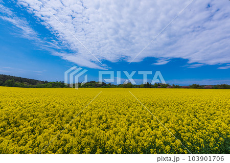 春の下北半島ぶらぶら散歩、絶景、満開の菜の花と八重桜の競演、 103901706