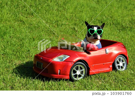 赤いスポーツカーに乗ってるサングラスにボーダーシャツ姿のボストンテリア♡マイティくん 103901760