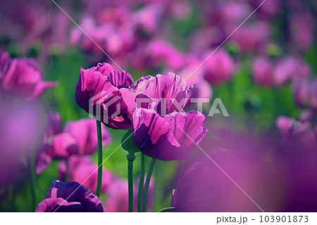 Beautiful purple blooming plants in a field on a summer sunny day. Winter poppy - Czech blue poppy. (Papaver somniferum) Beautiful purple blooming plants in a field on a summer sunny day. Winter poppy - Czech blue poppy. (Papaver somniferum) 103901873