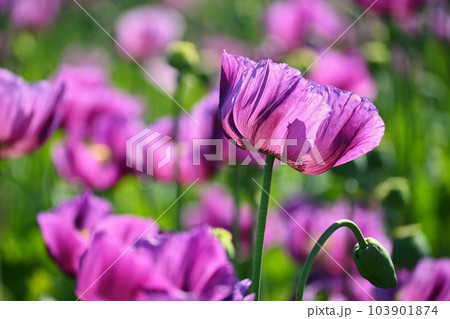 Beautiful purple blooming plants in a field on a summer sunny day. Winter poppy - Czech blue poppy. (Papaver somniferum) 103901874