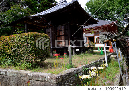 弘経寺(ぐぎょうじ)の彼岸花 #69 弘経寺(ぐぎょうじ)の彼岸花 #69 103901919