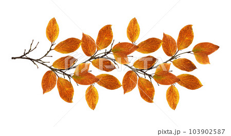 Autumn twig with colorful leaves in a seasonal arrangement isolated 103902587