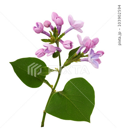 Twig of Lilac flowers and leaves isolated Twig of Lilac flowers and leaves isolated 103902594