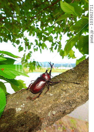 カブトムシ　夏休み　子供 103902711