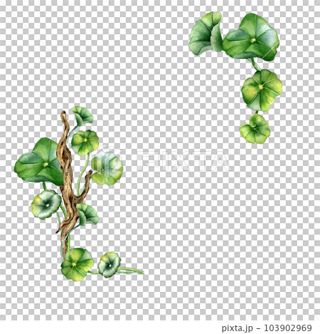 Frame of centella asiatica, wooden branch watercolor illustration isolated on white. Pennywort, kola herbal plants, cola, driftwood hand drawn. Design element for package, label, wrapping, template Frame of centella asiatica, wooden branch watercolor illustration isolated on white. Pennywort, kola herbal plants, cola, driftwood hand drawn. Design element for package, label, wrapping, template 103902969
