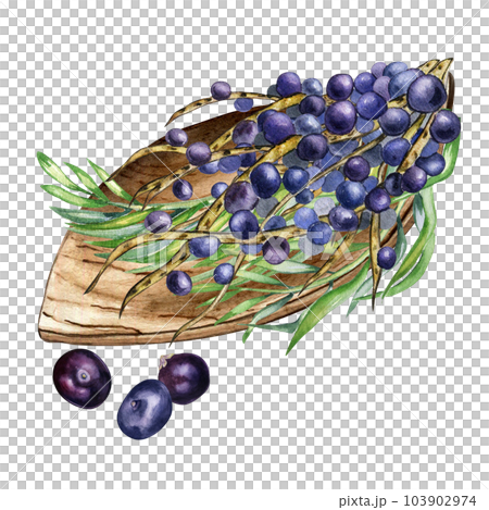 Composition of acai berries on wooden plate watercolor illustration isolated on white. Exotic amazon small purple berries on leaf shaped plate, palm leaves hand drawn. Design element for packaging 103902974