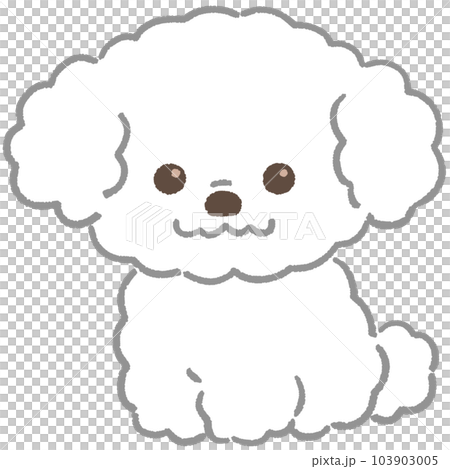 Toy poodle (white) Toy poodle (white) 103903005