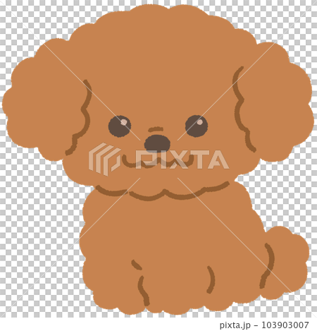 Toy poodle (brown) 103903007