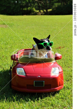 赤いスポーツカーに乗ってるサングラスにボーダーシャツ姿のボストンテリア♡マイティくん 赤いスポーツカーに乗ってるサングラスにボーダーシャツ姿のボストンテリア♡マイティくん 103903089
