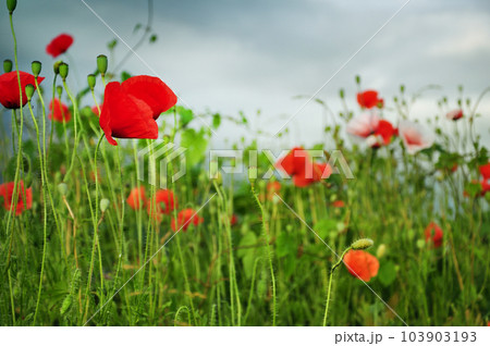 Countryside full with poppy flowers 103903193