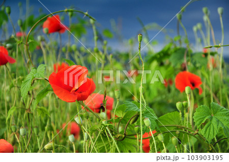 Poppy flowers 103903195