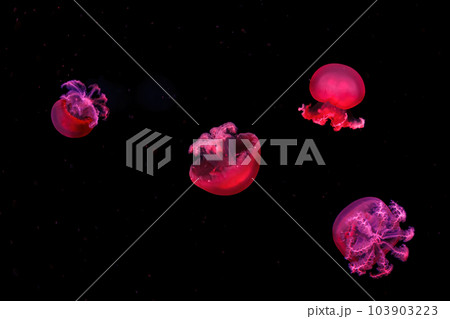 macro photography underwater rhizostoma luteum jellyfish 103903223