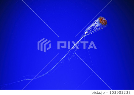 macro photography underwater northern sea nettle or brown jellyfish jellyfish macro photography underwater northern sea nettle or brown jellyfish jellyfish 103903232