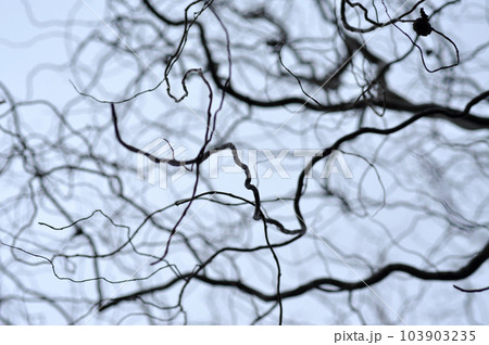 Leafless tree branches perspective. Top of trees against sky Leafless tree branches perspective. Top of trees against sky 103903235