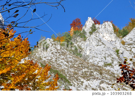 Autumn fall. Colorful autumn forest landscape in the mountains Autumn fall. Colorful autumn forest landscape in the mountains 103903268