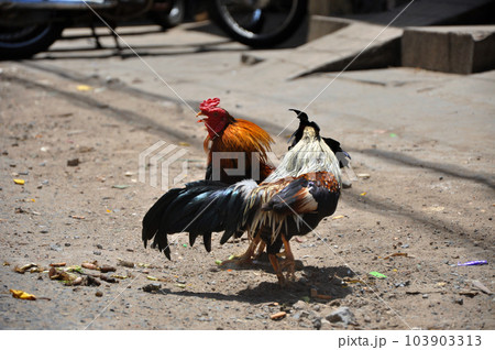 Cock fighting in Vietnam 103903313