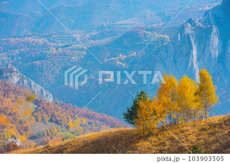 Birch trees in the autumn Birch trees in the autumn 103903505