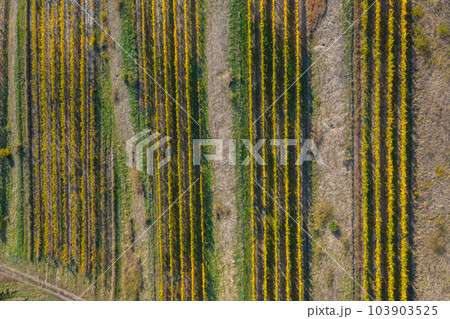 Aerial view of vineyard 103903525