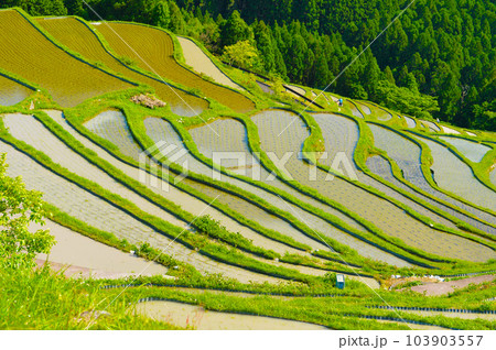壮大で素晴らしい絶景 丸山千枚田 壮大で素晴らしい絶景 丸山千枚田 103903557