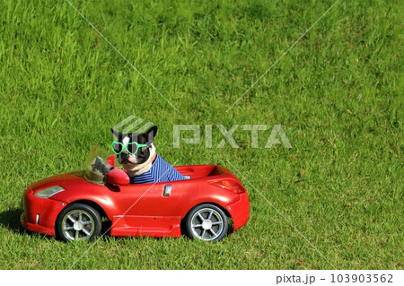 赤いスポーツカーに乗ってるサングラスにボーダーシャツ姿のボストンテリア♡マイティくん 103903562