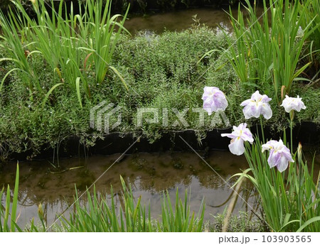 白いアヤメの花 103903565