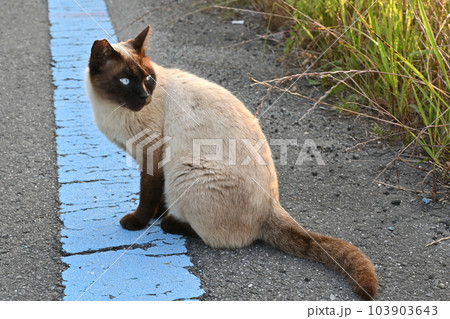 道端でお座りするシャム猫の写真素材 [103903643] - PIXTA