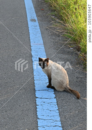 道端でお座りするシャム猫の写真素材 [103903647] - PIXTA