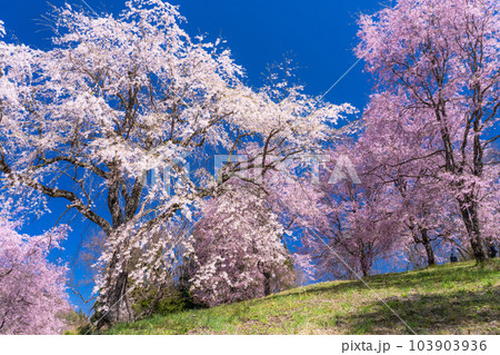 《長野県》番所の桜・桜満開 103903936