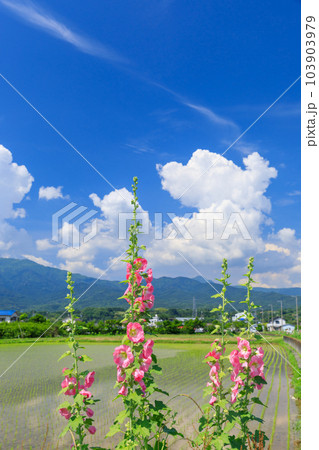 初夏の日差しに咲くタチアオイの風景 103903979
