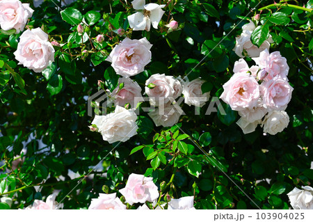 綺麗に咲く薔薇 綺麗に咲く薔薇 103904025