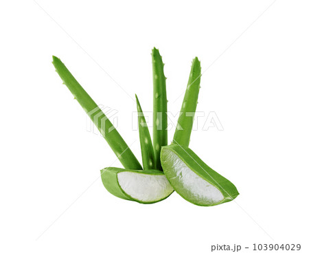 Fresh Aloe vera slice isolated on white background. Aloe vera leaf slice for design of herbal medicine or skin care treatment. 103904029