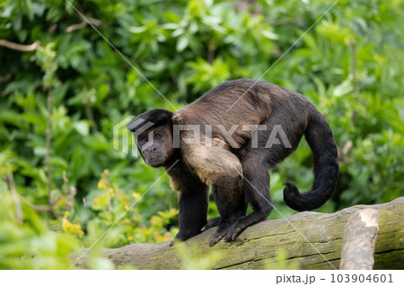 Brown Capuchin Monkey On Tree Trunk Brown Capuchin Monkey On Tree Trunk 103904601