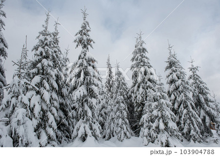 Christmas background, snow covered forest in winter 103904788
