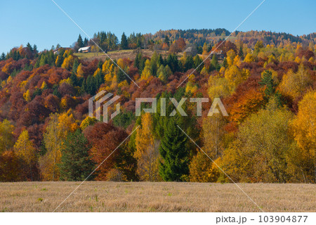 Autumn trees in the forest 103904877