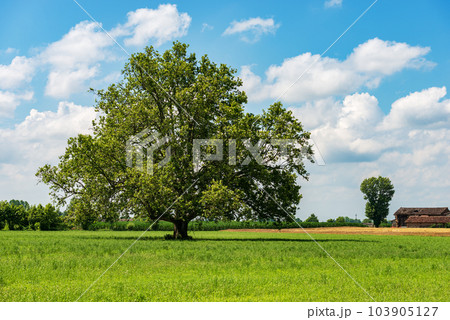 Green Meadow and a Large Tree in Padan Plain or Po valley - Lombardy Italy 103905127