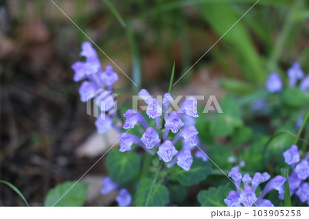 泡立つタツナミソウ 103905258