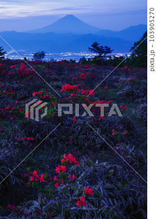 甘利山のレンゲツツジ 甘利山のレンゲツツジ 103905270