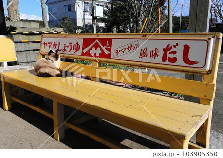 千葉 銚子 銚子電鉄 君ヶ浜駅駅前 ベンチでくつろぐかわいいネコ 千葉 銚子 銚子電鉄 君ヶ浜駅駅前 ベンチでくつろぐかわいいネコ 103905350