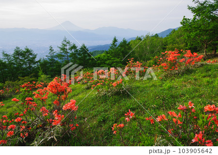 甘利山のレンゲツツジ 103905642