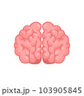Human brain jagged. The concept of developing learning and creativity skills. 103905845