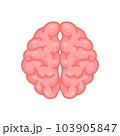 Human brain jagged. The concept of developing learning and creativity skills. 103905847