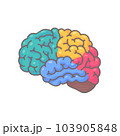 Human brain jagged. The concept of developing learning and creativity skills. 103905848